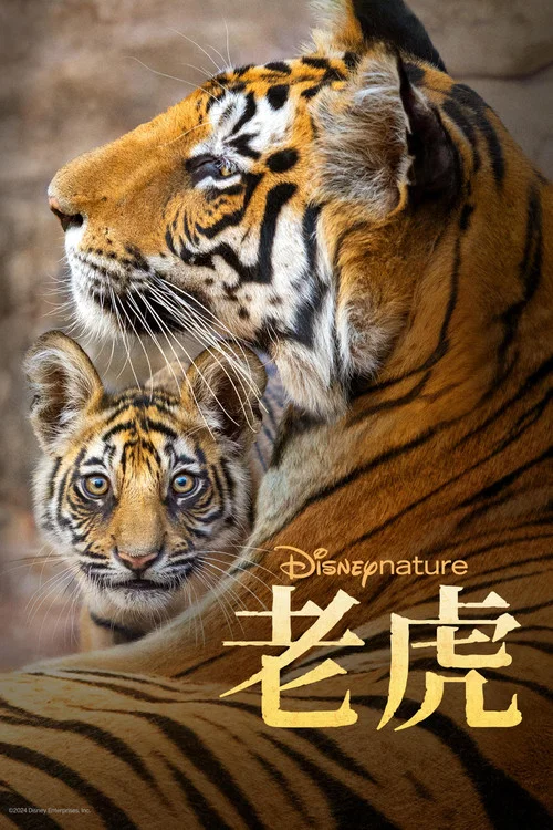 老虎海报