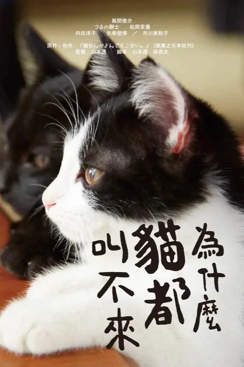 为什么猫都叫不来海报