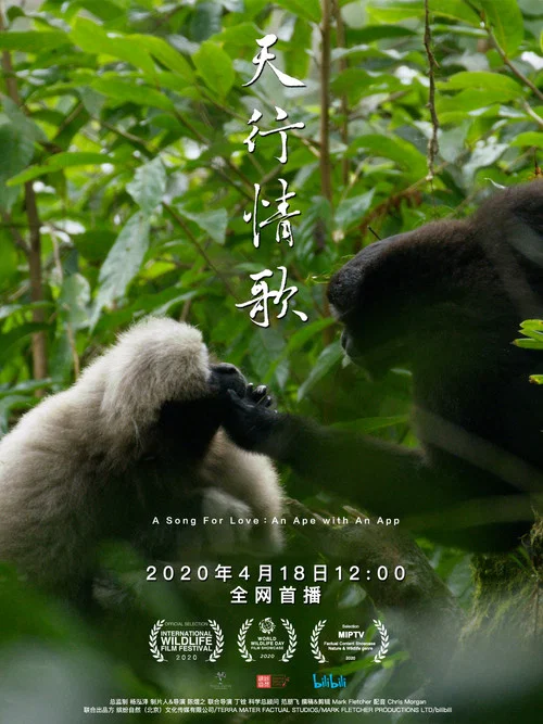 天行情歌海报
